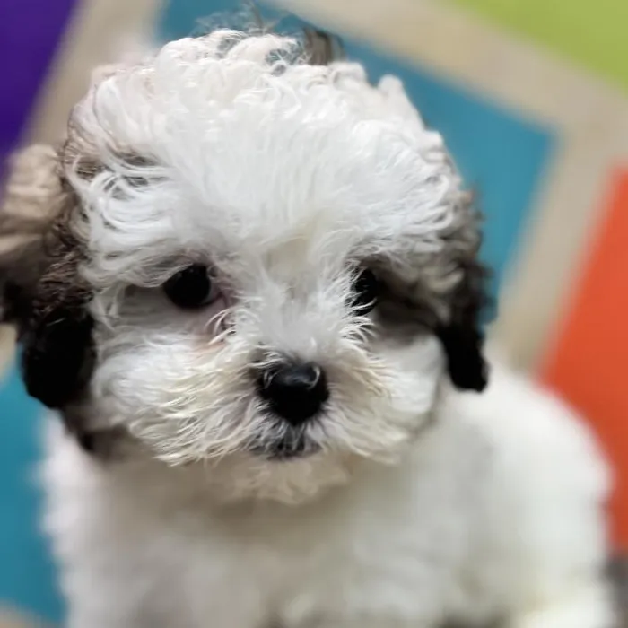 Male Lhasa-Poo Puppy for Sale in Rogers, AR