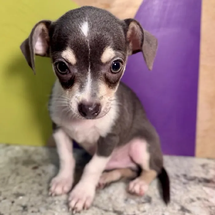 Male Chihuahua puppy named Chunk for sale at Petland Rogers.