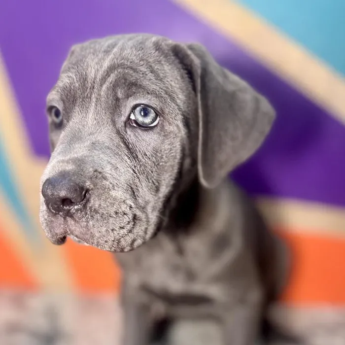 Female Cane Corso puppy named Blu Bell for sale at Petland Rogers.