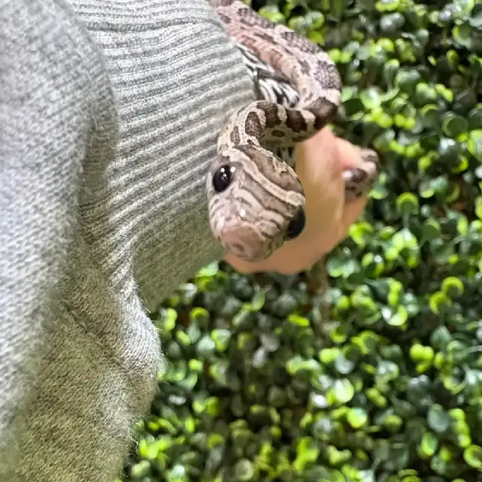 Male Corn Snake reptile for sale at Petland Joplin.