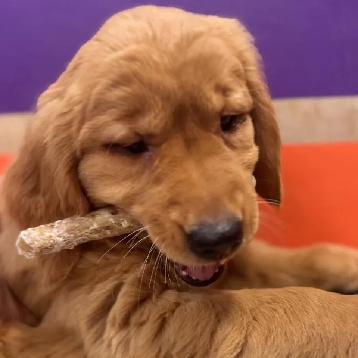 Male Golden Retriever puppy named Carl for sale at Petland Fayetteville.