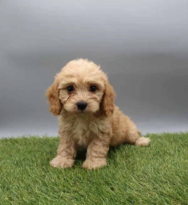 Male Cavachon puppy named Bryce for sale at Petland Rogers.