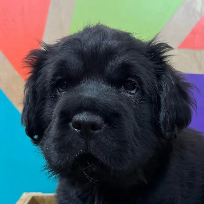 Female Mini Hippo puppy named Sharon for sale at Petland Rogers.