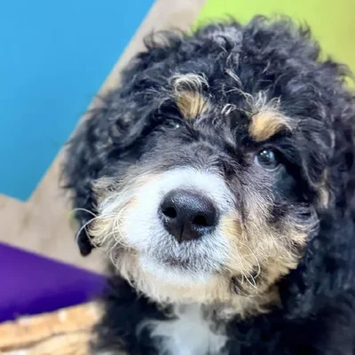 Female Mini Bernedoodle Puppy for Sale in Rogers, AR