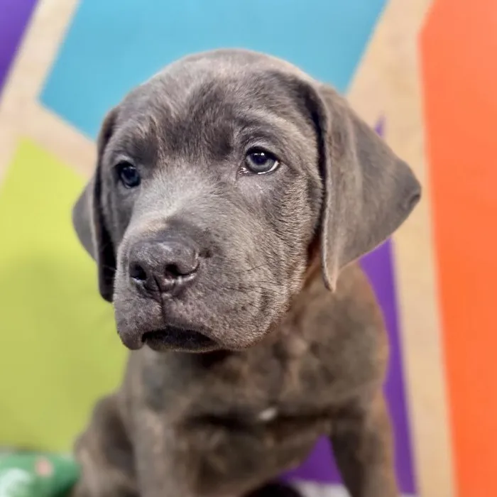 Male Cane Corso puppy named Rex for sale at Petland Rogers.
