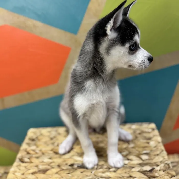 Female Alaskan Klee Kai Puppy for Sale in Rogers, AR