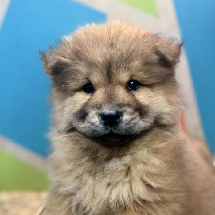 Female Chow Chow Puppy for Sale in Rogers, AR