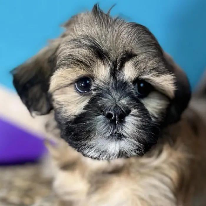 Male Shipoo Puppy for Sale in Rogers, AR