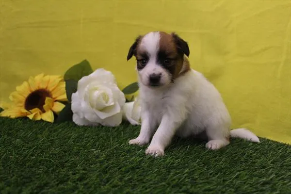 Female Papillon puppy for sale at Petland Joplin.