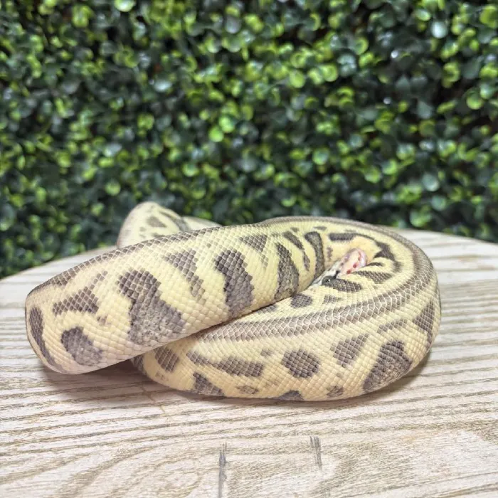 Female Ball Python reptile for sale at Petland Joplin.