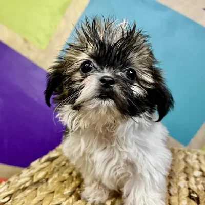 Male Shih Tzu Puppy for Sale in Rogers, AR