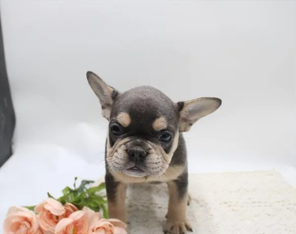Male French Bulldog puppy for sale at Petland Joplin.