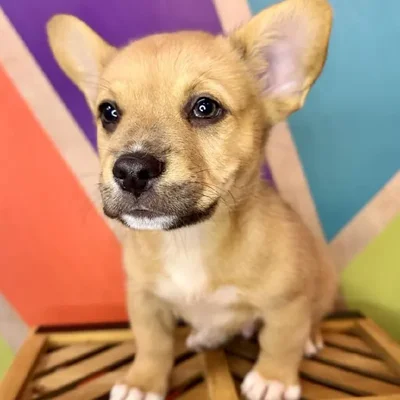 Male Froggie Puppy for Sale in Rogers, AR