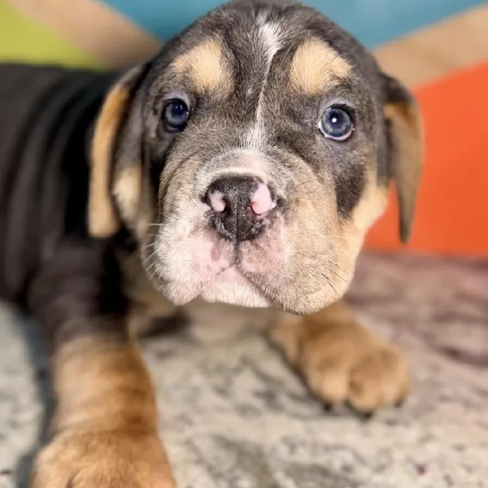 Male Mini Bulldog Puppy for Sale in Joplin, MO