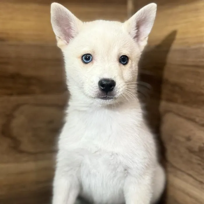 Male Alaskan Klee Kai Puppy for Sale in Joplin, MO