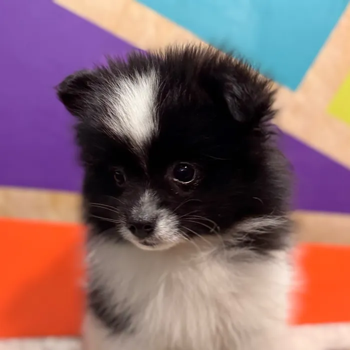 Male Pomeranian puppy for sale at Petland Rogers.