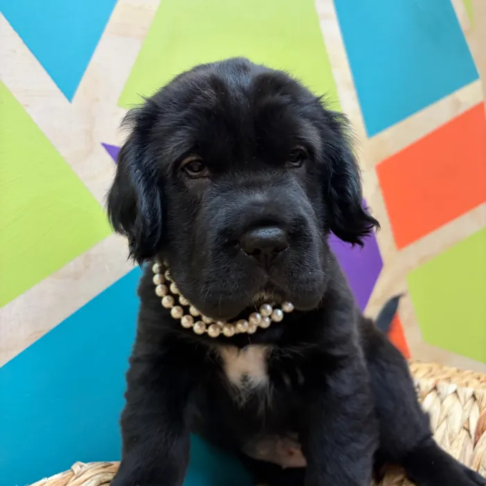 Female Mini Hippo puppy named Ebony for sale at Petland Wichita West.
