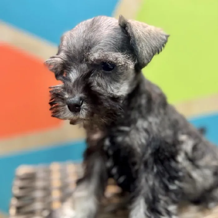 Female Mini Schnauzer Puppy for Sale in Rogers, AR