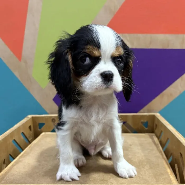 Male Cavalier King Charles Spaniel Puppy for Sale in Joplin, MO