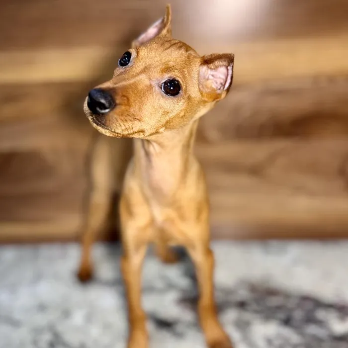 Female Min Pin puppy named Minnie for sale at Petland Rogers.