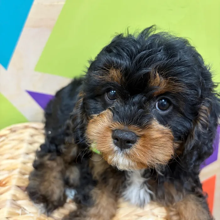 Male Cavapoo puppy named Linus for sale at Petland Wichita West.