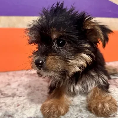 Female Yorkie puppy named Sweet Pea for sale at Petland Rogers.