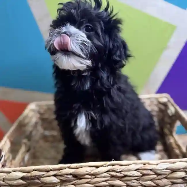 Female Havapoo Puppy for Sale in Joplin, MO