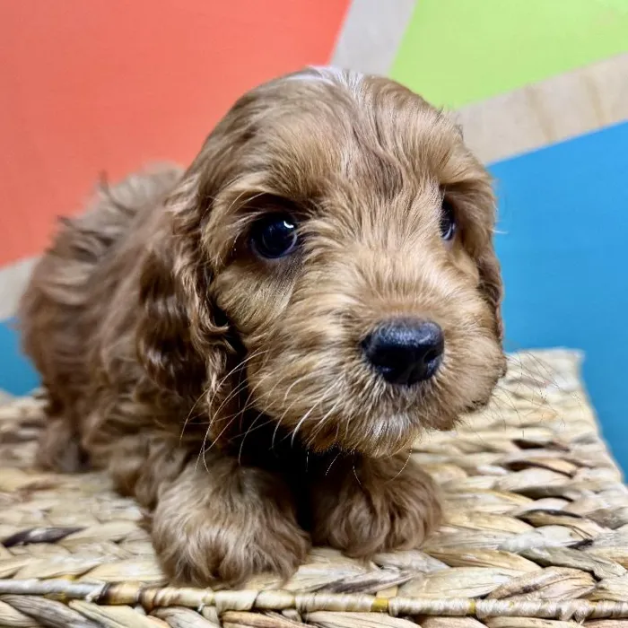 Male Cockapoo Puppy for Sale in Rogers, AR