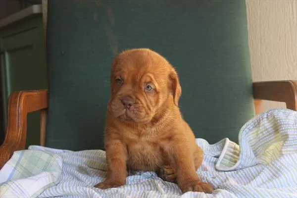 Female Dogue De Bordeaux puppy named Annie for sale at Petland Rogers.