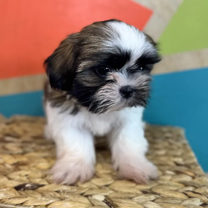 Male Shih Tzu Puppy for Sale in Fayetteville, AR
