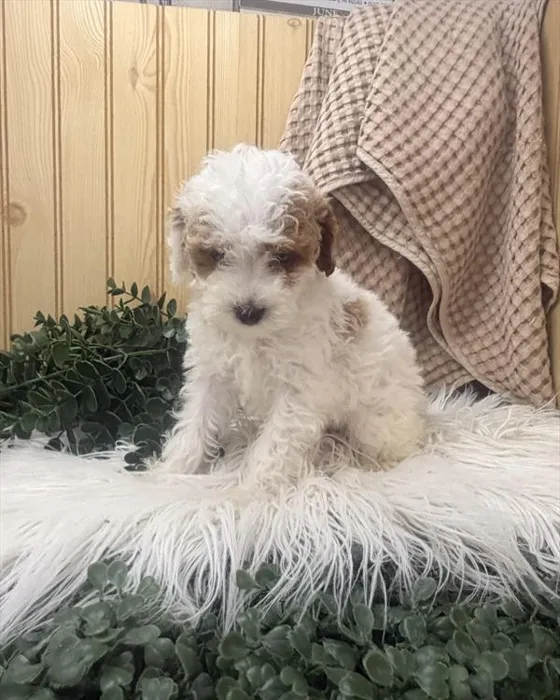 Male Mini Poodle puppy named Curly for sale at Petland Rogers.