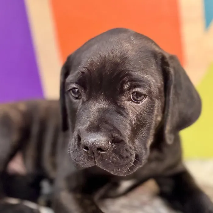 Male Cane Corso puppy named Rome for sale at Petland Rogers.