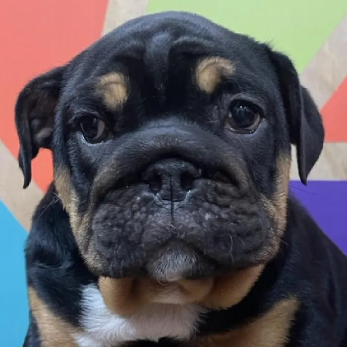 Male English Bulldog puppy named Oliver for sale at Petland Joplin.