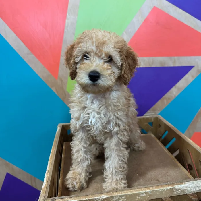 Male Mini Goldendoodle puppy named Thomas for sale at Petland Joplin.
