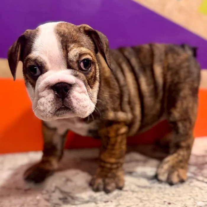 Female English Bulldog puppy for sale at Petland Rogers.