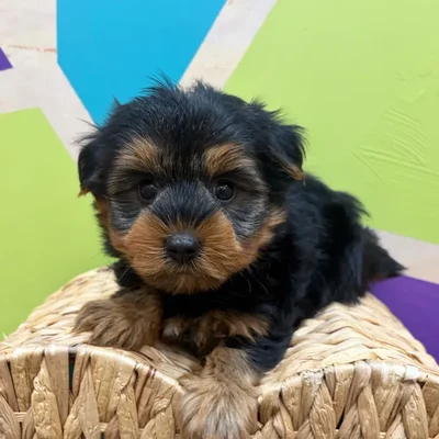 Male Yorkie puppy named Comet for sale at Petland Wichita West.