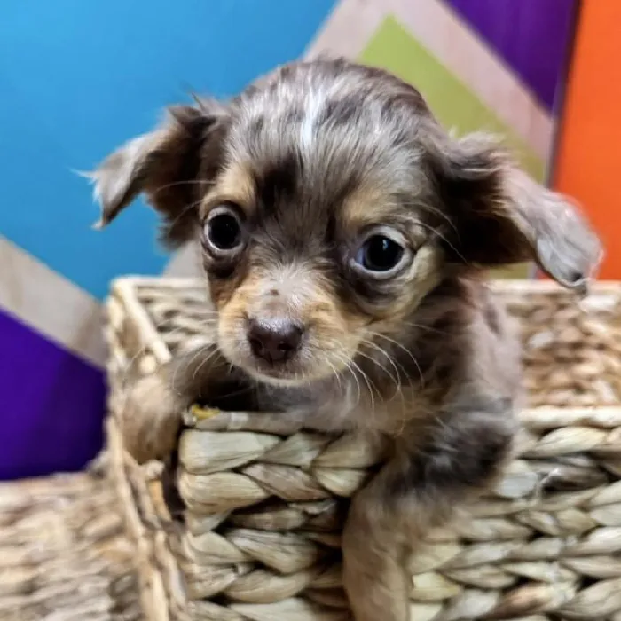 Male Chihuahua Puppy for Sale in Rogers, AR
