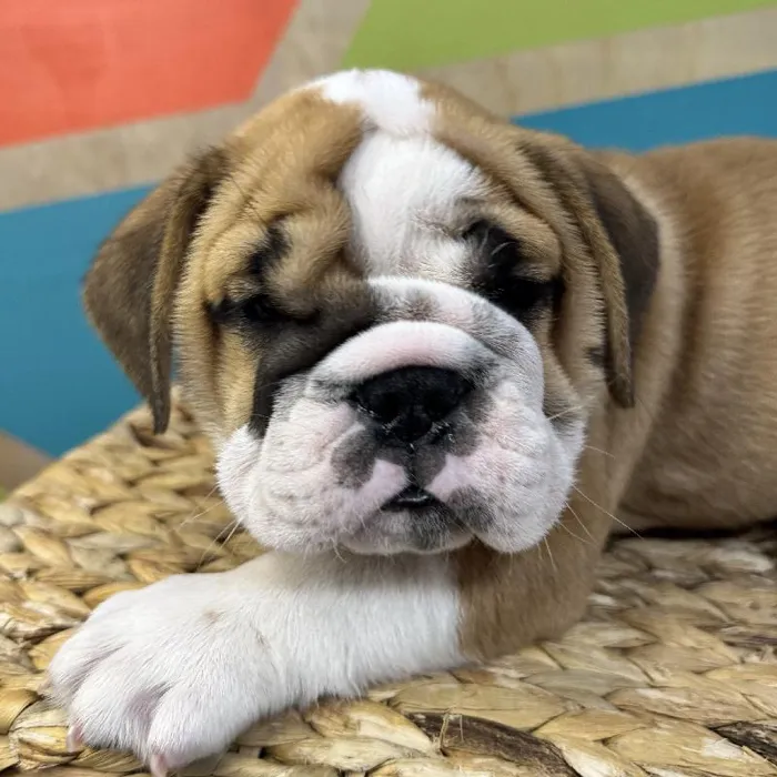 Select...   for Sale in ,