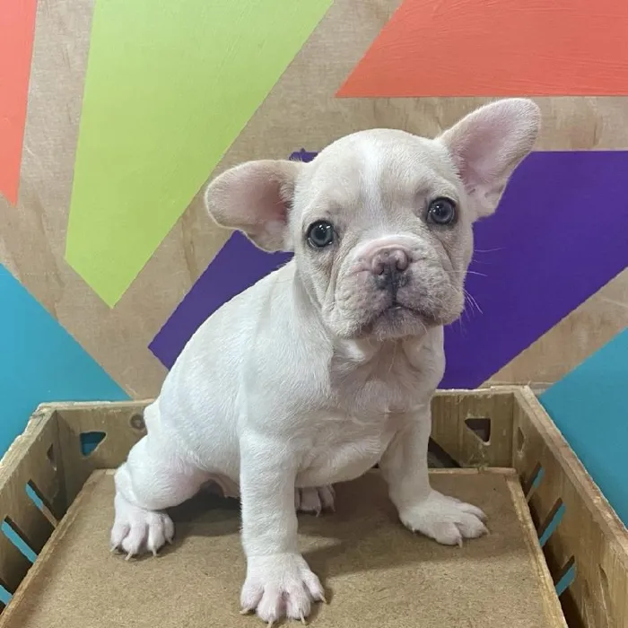 Female French Bulldog puppy named Dohn for sale at Petland Joplin.