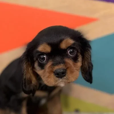 Male Cavalier King Charles Spaniel Puppy for Sale in Joplin, MO