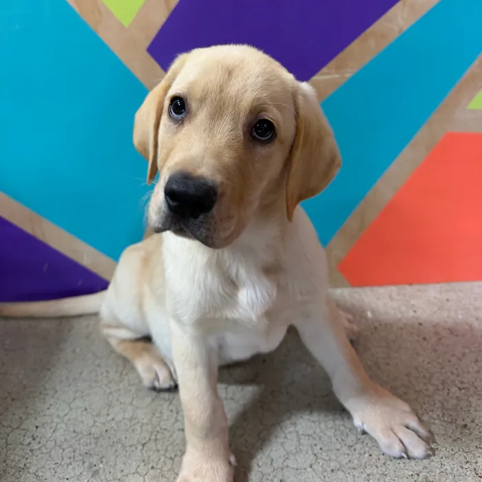 Male Labrador Retriever puppy named Louis for sale at Petland Joplin.