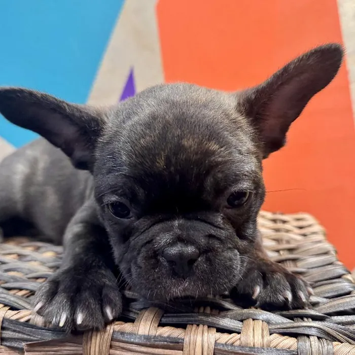 Male Frenchton puppy named Francis for sale at Petland Rogers.