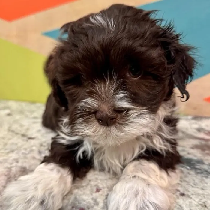Female Havanese Puppy for Sale in Joplin, MO