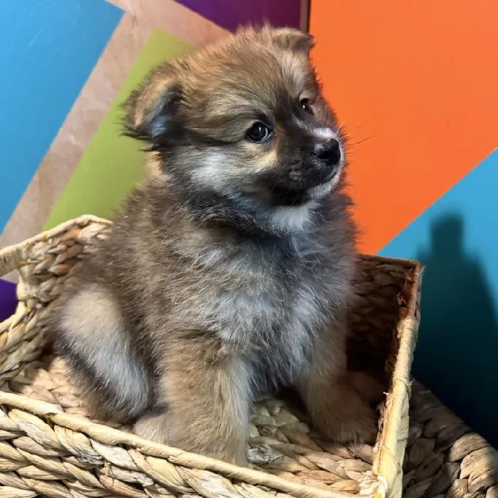 Male Pomeranian Puppy for Sale in Rogers, AR