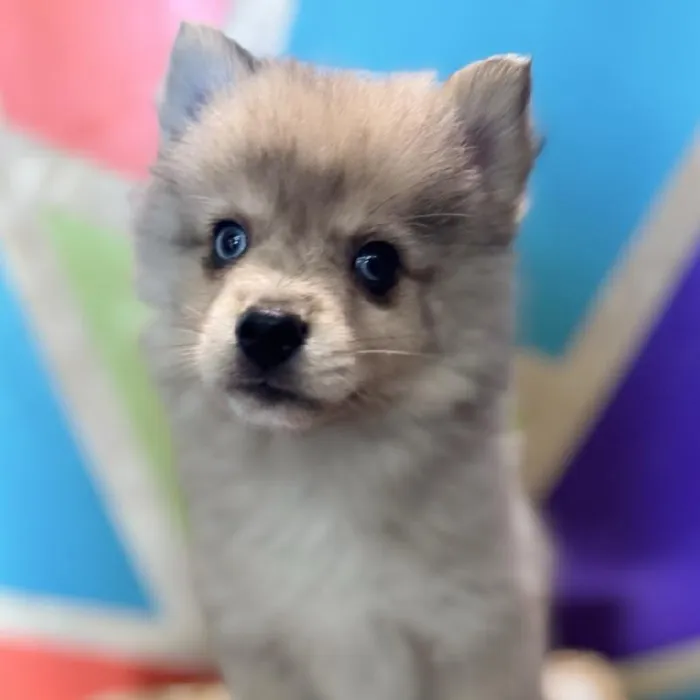 Male Pomsky Puppy for Sale in Joplin, MO