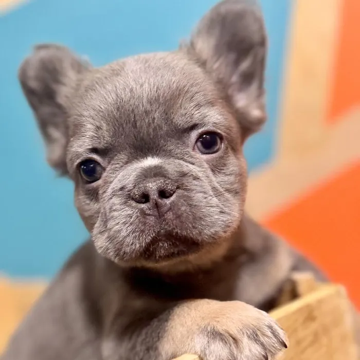 Male French Bulldog Puppy for Sale in Rogers, AR