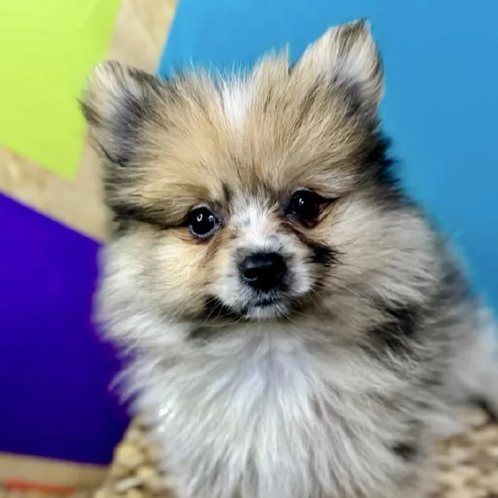 Male Pomeranian Puppy for Sale in Rogers, AR