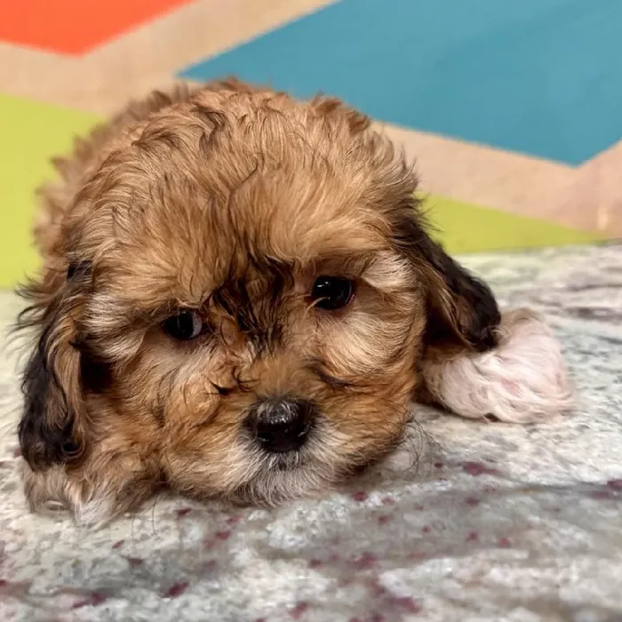 Female Shipoo Puppy for Sale in Fayetteville, AR