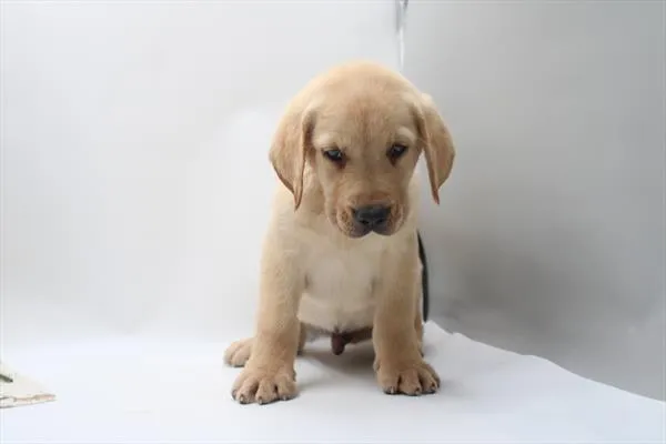 Male Labrador Retriever puppy for sale at Petland Joplin.