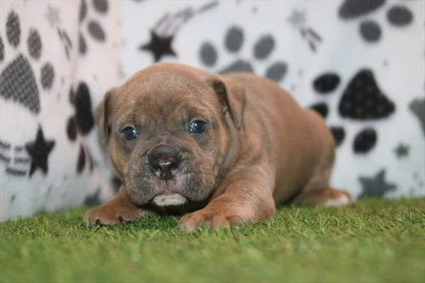 Male Old English Bulldog puppy for sale at Petland Wichita West.